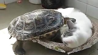 The Turtle verses the cat