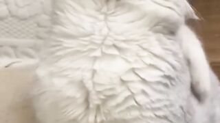Two fighting kittens