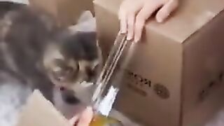 Gotta use the cat scissors