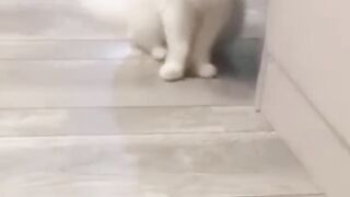 Cute kitten