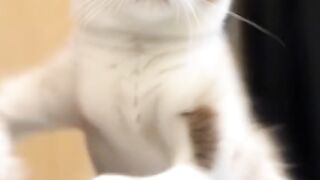 Cat dance to Imran 2033