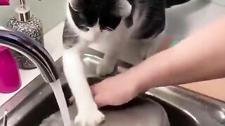 Professional dishwasher