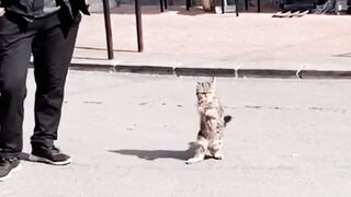 Kittens Walking Upright