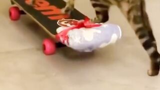 Let's see how I do on a skateboard.