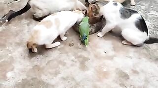 Just Budge in