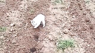 Poor farmer has a lot of work to do