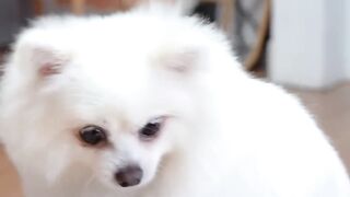 What makes a dog so scared?