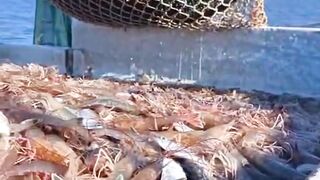 Variety fishing