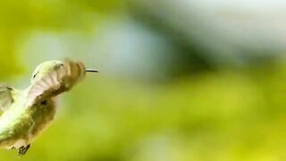 Hummingbird vs Wasp - Super Slomo 2873 fps_