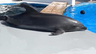 ・・What happens if a dolphin slides