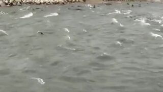 Fish  playing in the river