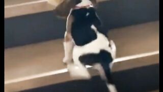Stairs Are Hard!