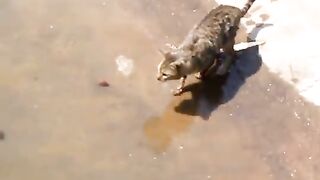 FISH -- VS CAT
