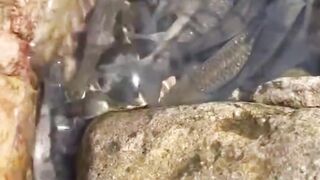 Fish in the cascade