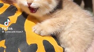Cute Cat TikTok| TikTok Viral Video