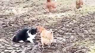 Chicken solidarity