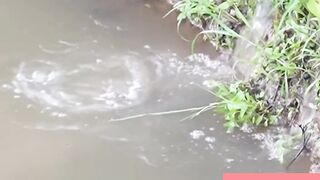 Fish walking in the mud