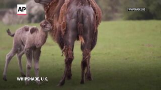 UK zoo welcomes first Bactrian camel calf in 8 years.