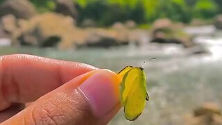 Butterfly nature background sky hands♥️