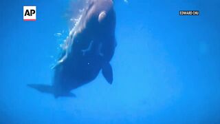 How sperm whales might be talking to each other.
