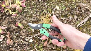 Special Way To Sharpen Pruning Shears as Sharp as a Razor