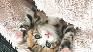 Cute Cats TikTok| TikTok Viral Video