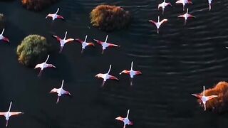 Birds flying sky water nature♥️