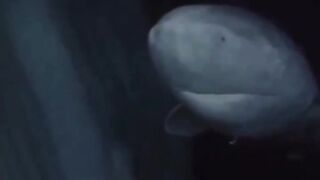 392 year old Greenland Shark in the Arctic Ocean, wandering the ocean since 1627