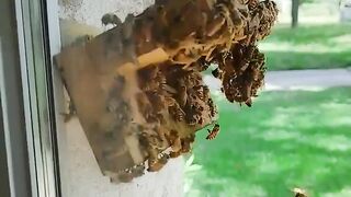 This guy built a hive with transparent walls so he could watch the bees