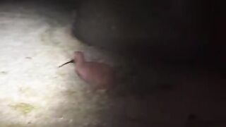 Birds with amazing sound