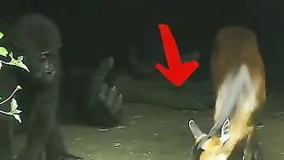 Beautiful  relationship between baby Gorilla and  baby deer