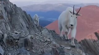 The most polite Mountain Goat ever