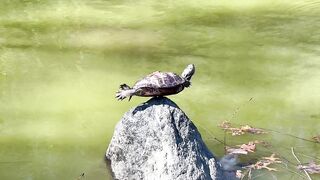 Turtle flying at rock