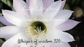 Al-Quran - Quran tarjuma - Morning recitation of Quran