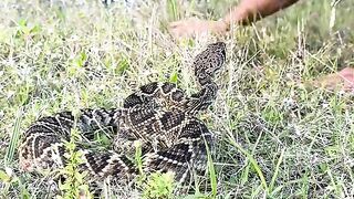 venomoussnake