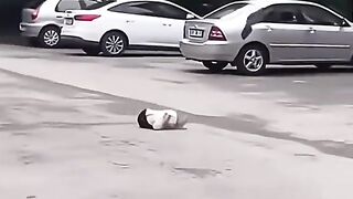Cats funny fight