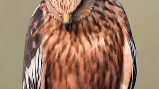 Angry bird hard music