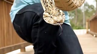 venomoussnake