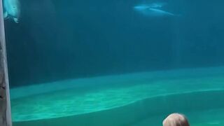 Little girl and super social dolphin stop to have a sweet chat _ Humankind #shorts #goodnews