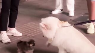 This dog loves petting puppies ????????