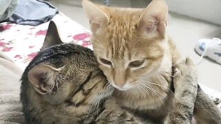Cats sharing love between each other