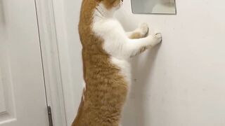 Cat enjoying a good moment by checking mirror ????