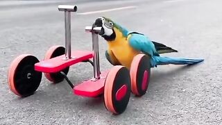 Parrot...