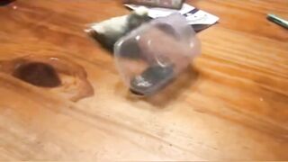 Smart Bird?