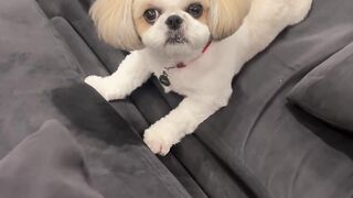 This funny puppy ???? was like ????????