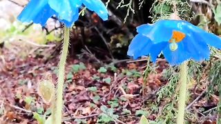 Meconopsis — Himalayan poppy