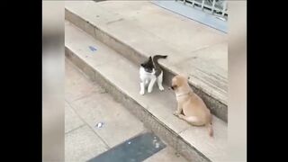 Cat and Dog funniest video
