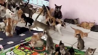 anak kucing terlantar ...