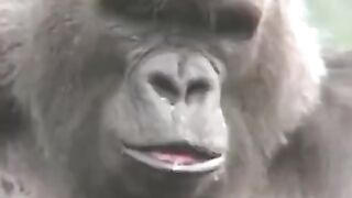 Happy Monkey Monday