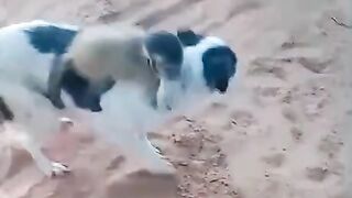 Dog adopts a jockey monkey
